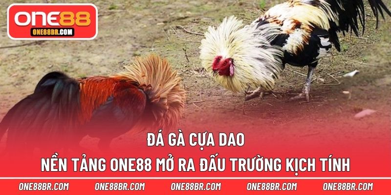 Đá gà cựa dao