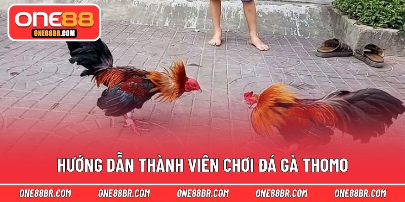 Hướng dẫn thành viên chơi đá gà Thomo