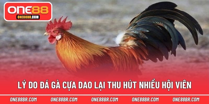 Lý do đá gà cựa dao lại thu hút nhiều hội viên