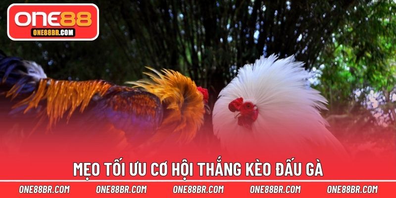 Mẹo tối ưu cơ hội thắng kèo đấu gà