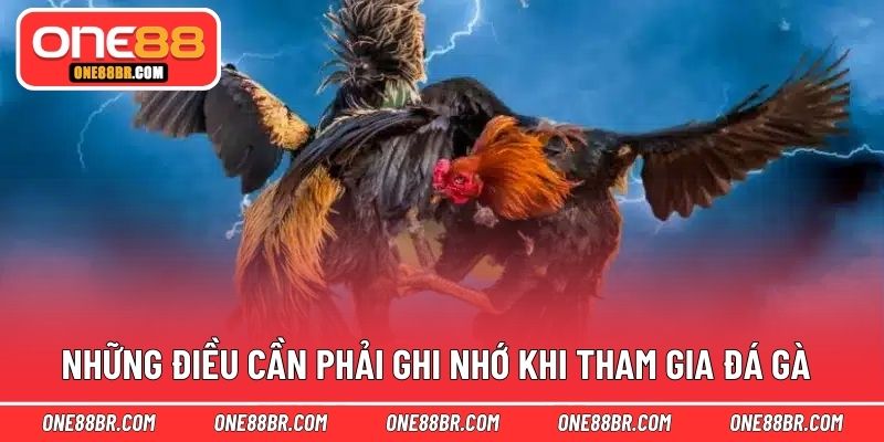 Những điều cần phải ghi nhớ khi tham gia đá gà